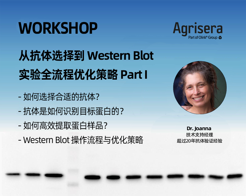 Agrisera直播講座 | 從抗體選擇到WB全流程優化策略Part I